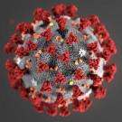 Novel coronavirus molecular structure