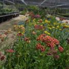 Flowers in the Arboretum Teaching Nursery