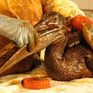 Photo: oiled pelican in gloved hands