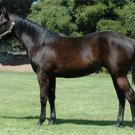 Photo: bay filly posing on grass