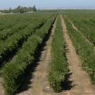 Photo: rows of olives in a grove