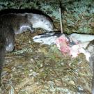 Photos: two otters check out a dead salmon