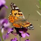 Photo: butterfly on flower