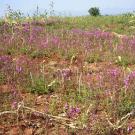 Field of drooping purple plants