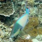 Photo: parrotfish