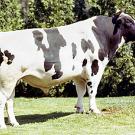 Black and whtie stud bull