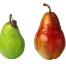 Photo: two pears
