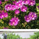 Photos (2): Delosperma cooperi cerise hardy ice plant and Rosmarinus officinalis "Mozart," Ed Carmans rosemary