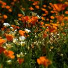 Poppies in field.