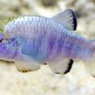 photo: whole blue fish in water