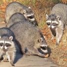 Raccoons