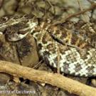 photo: rattlesnake