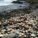 Abalone shells among the rocks on a beach