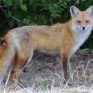 Photo: full body of red fox