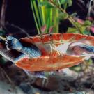 Red-bellied short-necked turtle
