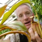 Botanist Barry Rice tends to several of his insect-eating pitcher plants at the Botanical Conservatory. An expert on carnivorous plants, Rice says we need not be afraid of these plants if we&rsquo;re larger than insects.