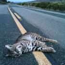 Photo: bobcat laying on highway