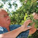 Photo: Warren Roberts, arboretum superintendent emeritus, examines a cluster of oak leaves.