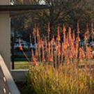 Photo: Plants on Segundo Service Center's green roof