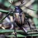 Photo: scarab beetle on leaf