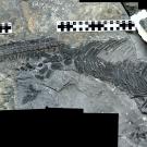 Fossil of marine reptile