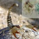 This image of a scorpion with curled tail on a rock is accompanied by two molecular structures for a toxin in venom.