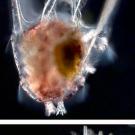 Blob-like larvae from sea urchin, maturing sea urchin larvae