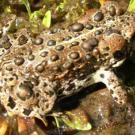 Photo: Sierra toad