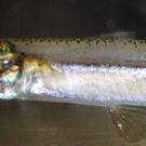 Partial view of a long slender fish called a Mississippi silversides