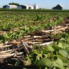 Field of soy beanswith farm buildings in the background