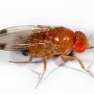 Photo: close-up of the spotted wing drosophila fly