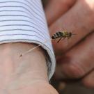 Photo: Kathy Keatley Garvey's award-winning image of a honeybee fleeing the scene of the bite.