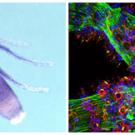 Two photos: insect on left, Colorful glob with circles and sparkles on right