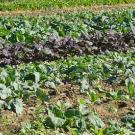 Row crops, including lettuce in a field