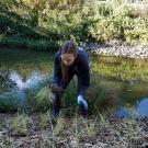 Student plants grasses near waterway.