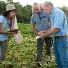 Older man on right showing a leave to a woman and a man, all standing in a field of produce.