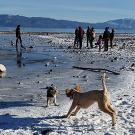 A winter Tahoe beach with snow with two dogs playing and people int he background near the water