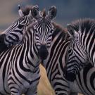 Three zebras huddled together