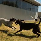 Photo: Three dogs in TRACS play yard