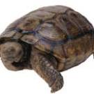 Photo: tortoise