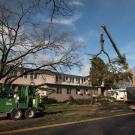A tree is lifted off Haring Hall.