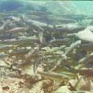 photo of school of trout under water