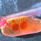 photo: trout hatchling