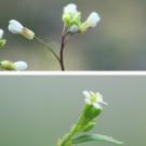 Two photos of flowers