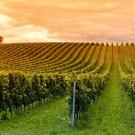 Vineyard seen with the sky on the horizon