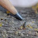 Pencil next to a tiny beetle emphasizing the size of the beetle