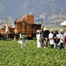 Farm workers in lettuce field with truck stacked with harvesting boxes
