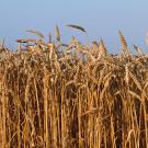 Dry wheat field