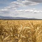 Photo: Wheatfield under clouded sky