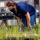 Woman wearing mask looks at rice plants.